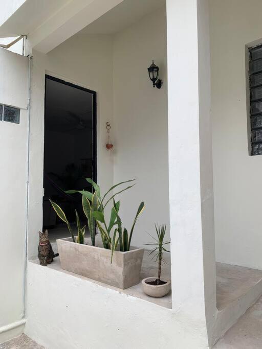 Private Full House With Pool And Cozy Patio Villa Valladolid  Dış mekan fotoğraf